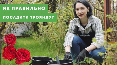 ТРОЯНДА: купити саджанці троянди поштою - ціни в Agro-Market