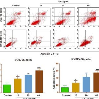 Effect of different concentrations 10 20 and 40 μg m of GA on the