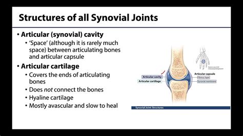 Synovial Joints Youtube