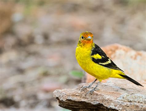 Western Tanager (male).jpg | BirdForum