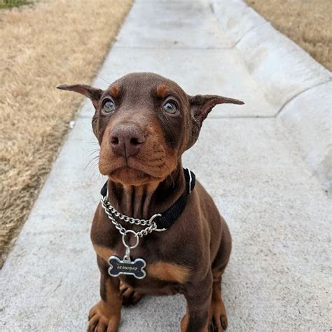 The Most Adorable Pup Doberman Pinscher Puppy Cute Dogs