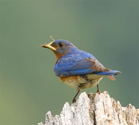 Merlebleu De L Est Eastern Bluebird Boum57 Flickr