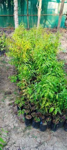 Well Drained Green White Sandalwood Plant For Medicinal At Rs