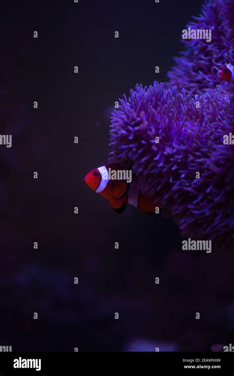 Anemone Fish With Anemonesea Anemone And Clown Fish In Marine Aquarium