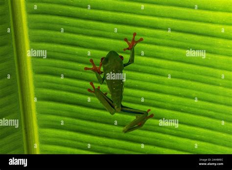 Red Eye Leaf Frog Hi Res Stock Photography And Images Alamy