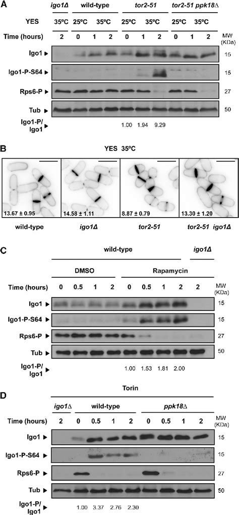 Figure 5 From Nutritional Control Of Cell Size By The Greatwall