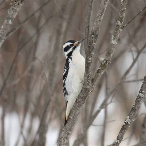 Woodpeckers In New Mexico 9 Species To Search For