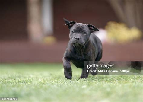 Black Pitbull Puppy Photos and Premium High Res Pictures - Getty Images