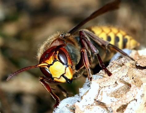 hornet 1 - Pointe Pest Control: Chicago Exterminator & Pest Control Service