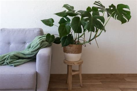 Best Fertilizers For Monstera Unleash Monstera S Luxurious Growth