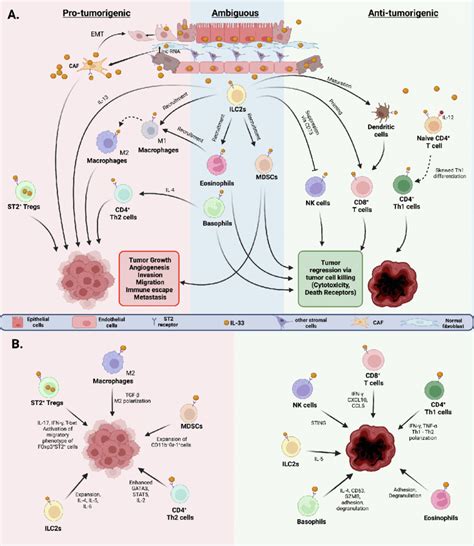 Anti And Pro Tumoral Role Of Il In Modulating The Tumor