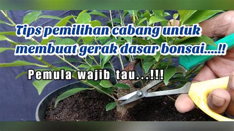 Tips Dan Trik Pemilihan Cabang Bonsai Kimeng Untuk Membuat Gerak Dasar