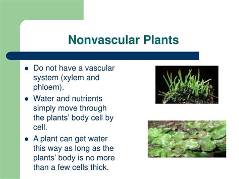 PPT Vascular And Nonvascular Plants PowerPoint Presentation Free