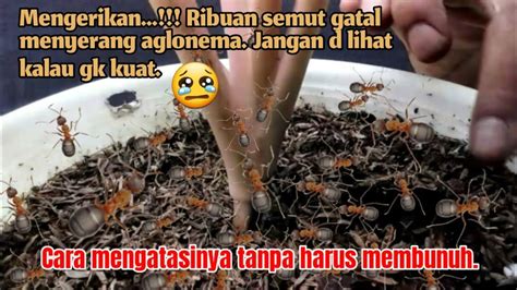 Cara Mengatasi Aglonema Yg D Serang Semut Gatal Cara Mengatasi Hama