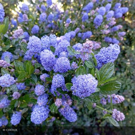 Ceanothus Thyrsiflorus Skylark