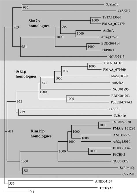 The T Marneffei Genome Encodes Four Putative Response Regulators The