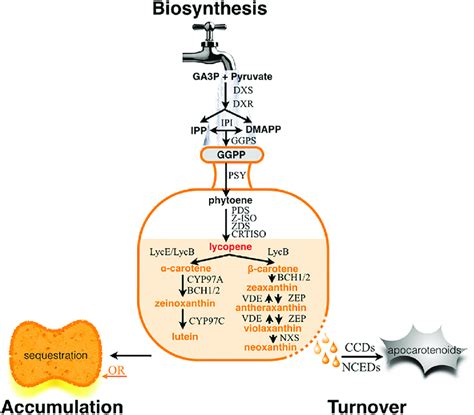 Schematic Representation Of The Plant Carotenoid Metabolic Pathway In