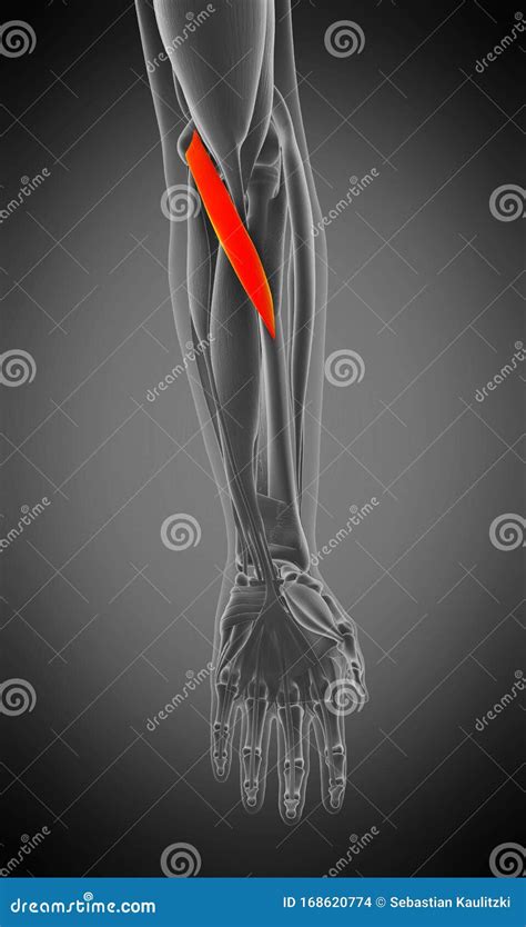 Pronator Teres Stock Illustration Illustration Of Athlete 168620774