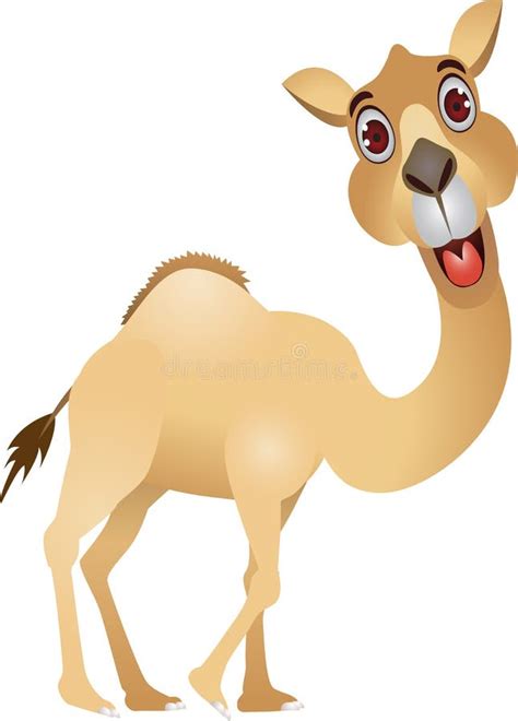 82 Funny Camel Free Stock Photos Stockfreeimages