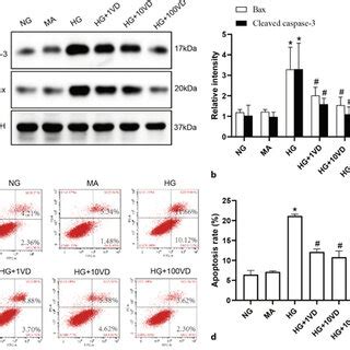 Vitamin D Attenuates Hg Induced Apoptosis In Podocytes Podocytes Were