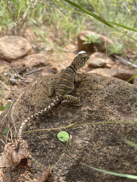 Eastern Collared Lizard From S 69th E Ave Tulsa Ok Us On February 12