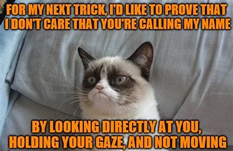 Grumpy Cat Bed Memes - Piñata Farms - The best meme generator and meme maker for video & image memes