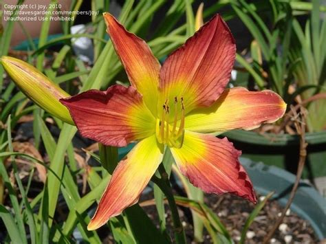 Plantfiles Pictures Daylily Heated Star Hemerocallis By Joy