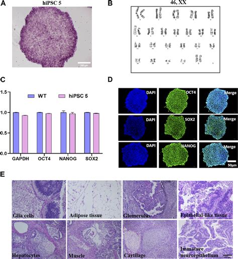 Characterization Of Homozygote Hipsc A Typical Alkaline