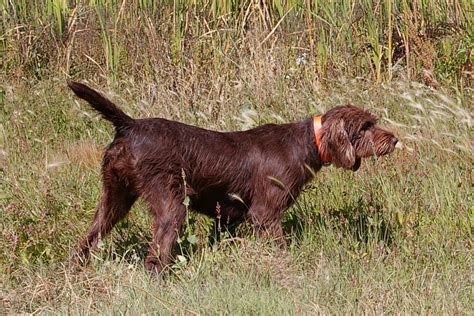 Cedarwoods Pudelpointer Petigree