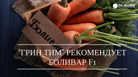 ХРАНЕНИЕ МОРКОВИ БОЛИВАР F1 | КАК ХРАНИТСЯ МОРКОВЬ НА ГРИН ТИМ - YouTube