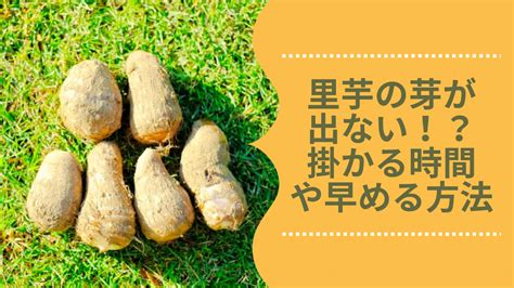 里芋の芽が出ない！発芽までに掛かる時間と早める方法 農業屋