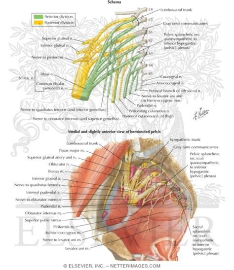 Sacral And Coccygeal Plexuses