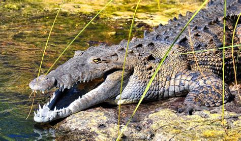 American crocodile facts, distribution & population | BioDB