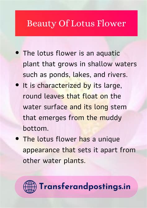 Short Paragraph On Lotus Flower The Beauty And Symbolism Of Lotus