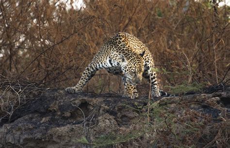 Entenda Os Impactos Do Recorde De Queimadas No Pantanal Nos Animais Da