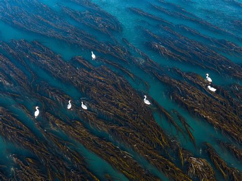 Bosques Sumergidos De Macroalgas Donde Nace La Vida Marina