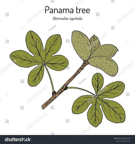 Árbol de Panamá o camoruco Sterculia vector de stock libre de