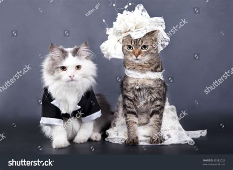 Cats Bride Images Stock Photos Vectors Shutterstock