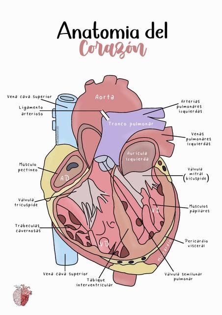 Anatomía del corazón Melaninapuntes uDocz