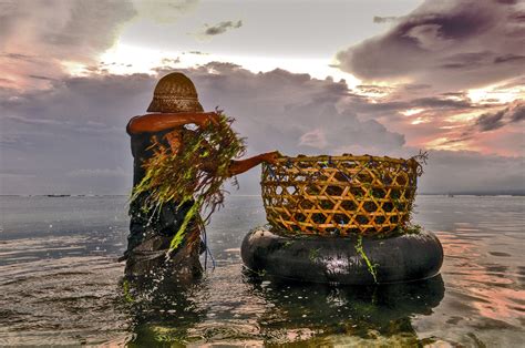 Why Sustainable Aquaculture Is Essential To Feed The World World