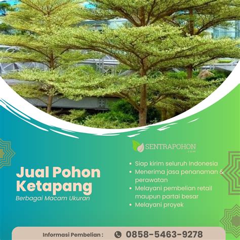 0858 5463 9278 Jual Pohon Ketapang Laut Lingkar Batang 45 Cm Serba