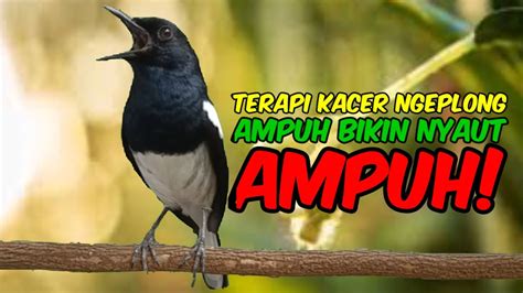 Terapi Pagi Suara Kacer Ngeplong Memanggil Kacer Lain Bunyi Langsung