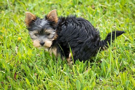 Verstopfung beim Hund Ursachen und Maßnahmen