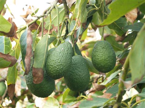 Persea Americana Avocado Monthly Plant Care Reminders