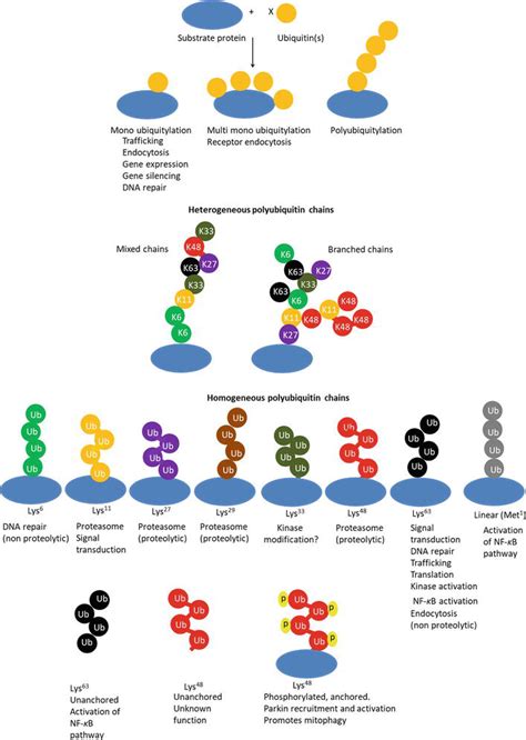 Ubiquitin Structure And Function Intechopen