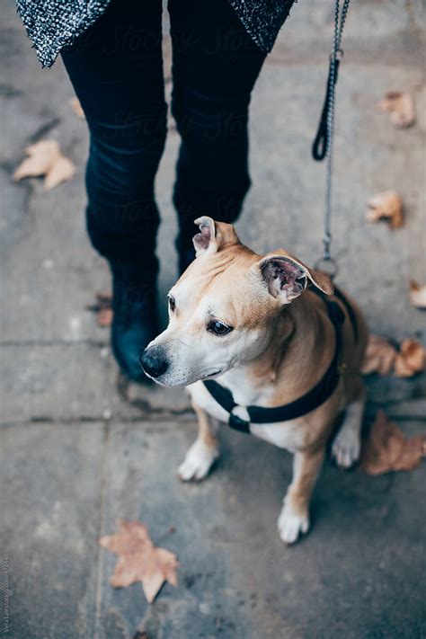 A Pitbull In The Street By Stocksy Contributor Vera Lair Stocksy