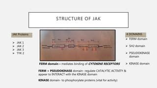 Jak stat pathway | PPT