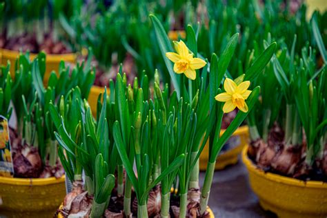 Qué bulbos se plantan en primavera Nucleo Jardin