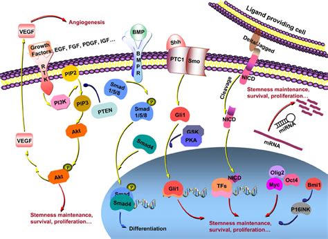 Complex Signaling Pathways And Cellular Factors Regulate Glioma Cscs Download Scientific