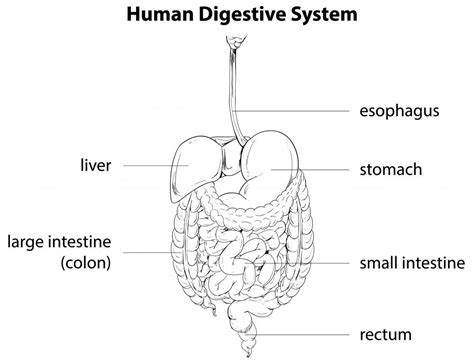 What Are The Different Types Of Digestive System Enzymes